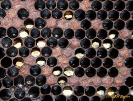  Chalkbrood; photo by Robert Snyder
