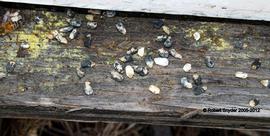  Chalkbrood mummies on landing board; photo by Robert Snyder
