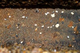  Chalkbrood mummies on ground; photo by Robert Snyder
