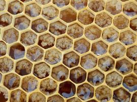  Fermenting honey bubbles in cells containing crystallized honey; photo by The BeeMD photo collection
