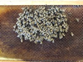  Dead bee cluster likely from winter starvation; no honey stores; photo by Ana Heck
