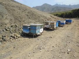  Apiary with dearth of nectar and pollen resources; photo by Dewey M. Caron
