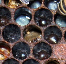  Decomposing caramel-colored pupa with AFB, normal larva above; photo by Robert Snyder
