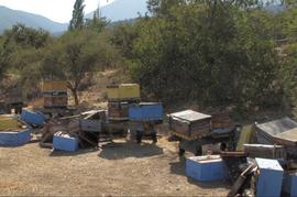  Toppled hives caused by earthquake; photo by Dewey M. Caron
