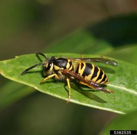  Yellowjacket; photo by Johney Dell, bugwood.com
