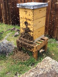  Bees returning to hive in failed queen swarm attempt: photo by The BeeMD photo collection
