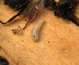  Fly maggot in bee hive; photo by Dewey M. Caron
