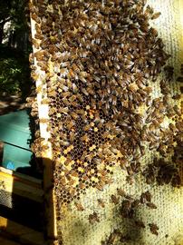  Bees filling in brood cells with fresh nectar or sugar water in preparation for winter; photo by Dewey M. Caron
