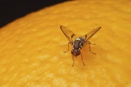  Fruit fly on citrus; photo by BUGS-FOR-BUGS
