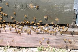  Bees on landing board ventilating a hive; photo by The BeeMD photo collection
