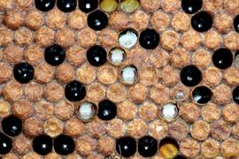  Hygienic bees uncapping pupae; photo by Robert Snyder
