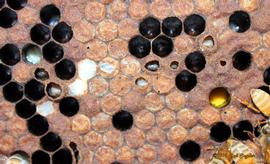  Bald brood, likely wax moth below cappings resulting in uncapping of brood by workers seeking to locate the caterpillar; photo by The BeeMD photo collection
