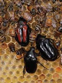  Large hive beetles (from Africa); photo by Penn State University
