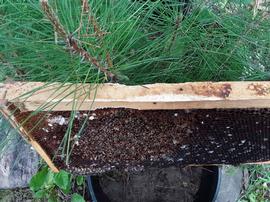  Evidence of mouse chewing on top bar; photo by Dewey M. Caron
