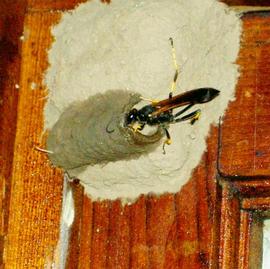  Mud dauber constructing her nest; photo by Dewey M. Caron
