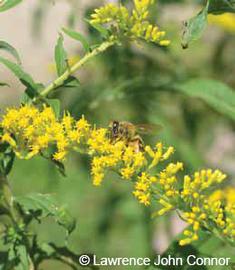  Worker forager on goldenrod; photo by Lawrence John Connor
