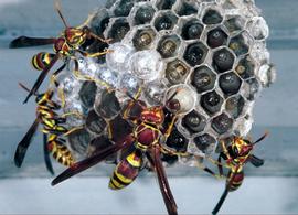  Paper wasps; photo by Dewey M. Caron
