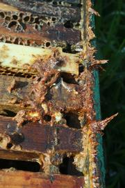  Propolis on rim of hive box; used to close area between box and upper box/hive covers; photo by The BeeMD photo collection
