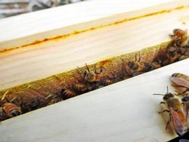  Propolis (reddish material) cementing frame top bar to side of hive box; photo by Dewey M. Caron
