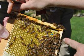  Queen on frame of ripening nectar above queen excluder; photo by The BeeMD photo collection
