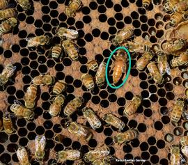  Queen without attendants; photo by Kathy Keatley Garvey
