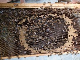  Queenless colony brood area filled with nectar in cells; photo by Steve Repasky
