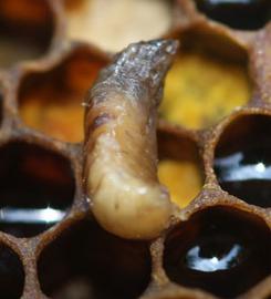  Dead prepupae with sacbrood virus, removed from cell; photo by The BeeMD photo collection
