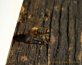  Scenting bee; photo by Robert Snyder
