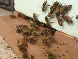  Bees scenting at colony entrance; photo by The BeeMD photo collection
