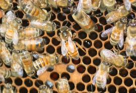  Small-bodied queen; could be due to poor genetics or queen shut down; photo by The BeeMD photo collection
