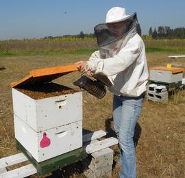  Using smoker (right hand) when opening colony; photo by Dewey M. Caron
