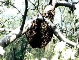  Swarm bivouac in an apple tree; photo by Dewey M. Caron
