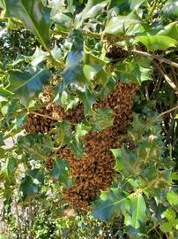  Swarm in holly tree; photo by Elaine Timm
