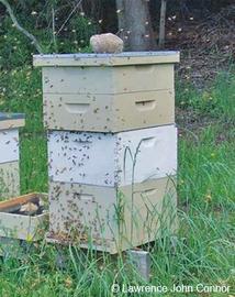  Absconding colony leaving hive; photo by Lawrence John Connor
