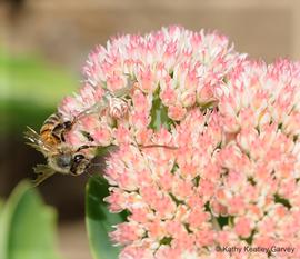  Crab spider about to grab a forager on Sedum; photo by Kathy Keatley Garvey
