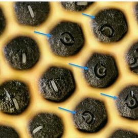  Nutritional stress; too little jelly in larval cells (see arrows); photo by Dewey M. Caron
