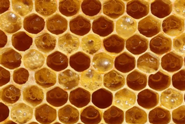  Fermenting, bubbling honey in cells; photo by Rusty Burlew
