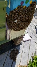  Usurpation: bees on the side of an established colony attempting to move inside; photo by Elaine Timm
