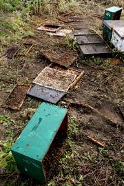  Vandalism of two of four colonies on a pallet; photo by University of Florida
