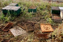  Vandalism to a commercial beekeeper's palletized colonies; photo by University of Florida
