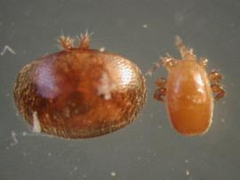   Tropilaelaps  mite (right) and  Varroa  mite (left); photo by USDA
