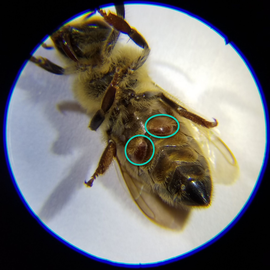  Varroa mites between worker ventral abdominal segments; photo by Scott Koppa
