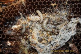  Wax moth caterpillars in silken tunnel frass with black fecal pellets; photo by Robert Snyder
