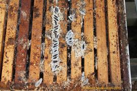  Pupae of wax moth along top bar; photo by Dewey M. Caron
