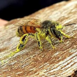  Worker bee covered in yellow pollen; photo by The BeeMD photo collection
