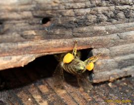  Worker forager returning to colony with pollen in hind leg pollen baskets; photo by The BeeMD photo collection
