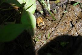  Worker forager collecting water; photo by The BeeMD photo collection
