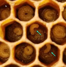  Larvae (at arrows) attempting to crawl out of cells, likely due to starvation; photo by Oregon State University
