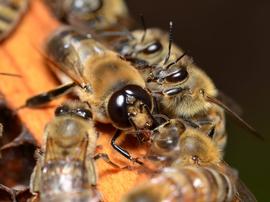  Workers grooming a drone; photo by University of Florida (Mike Bentley)
