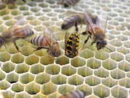  Yellowjacket stealing honey; photo by The BeeMD photo collection
